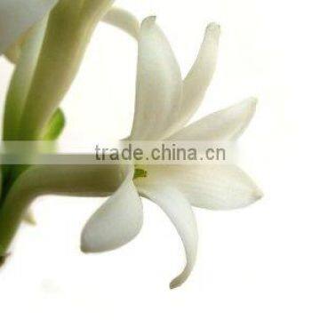 Absolute Tuberose