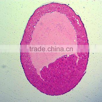 Students Training Chick Embryo Prepared Slides photo-4