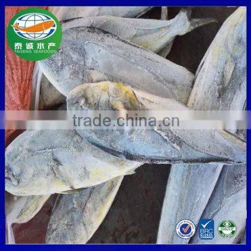 Chinese Sea Frozen Whole Round Mahi Mahi Fish