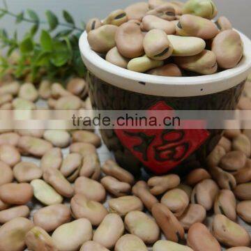 BROAD BEANS photo-4