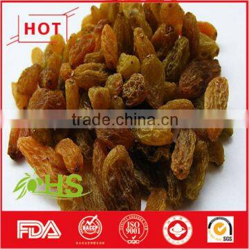 Various Type of Organic Sweet Raisins From China photo-2