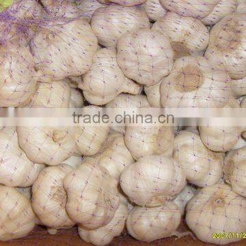 2011 the last big sale for garlic in jining greenfarm