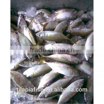 Frozen Indian Mackerel Fish Whole Round