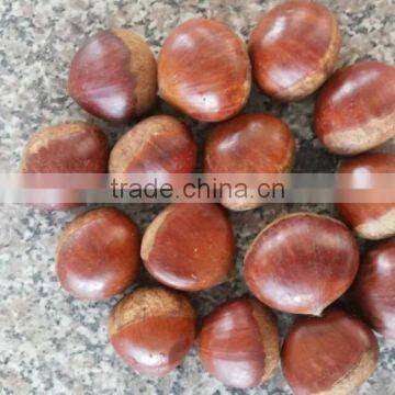 Fresh Chestnut photo-5