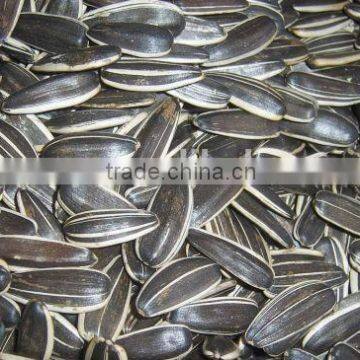 new fresh white strip sunflower seed