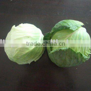 chinese fresh green cabbage