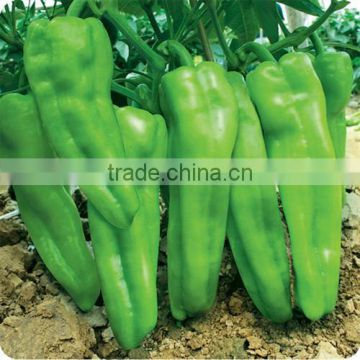 Hybrid high yield pepper seeds for growing-Zao Niu Jiao