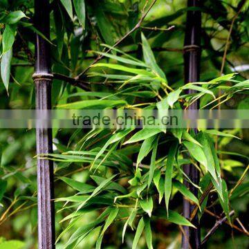 Bamboo Seedling photo-3