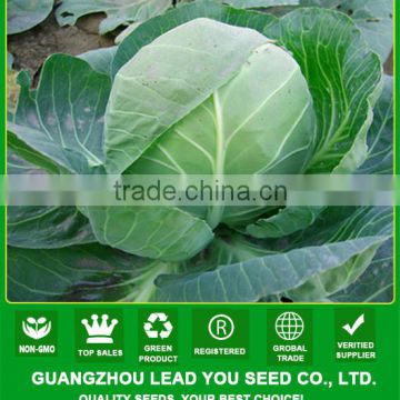 MC53 Bilan Bark Green Chinese cabbage seeds, hybrid Cabbage seeds for sales