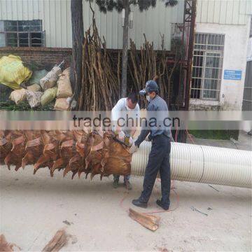 SJ2017200010 Hot Sale Fake Plastic Washington Palm Tree for Outdoor photo-3