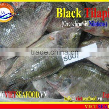 FROZEN BLACK TILAPIA WHOLE ROUND photo-6