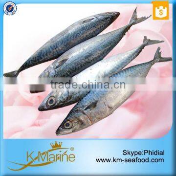 Best Quality Sea Frozen Mackerel Fish Benefits