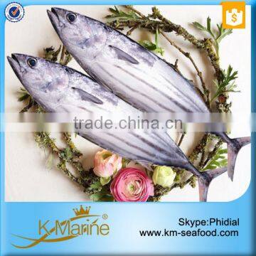 New Caught Low Price Skipjack Tuna