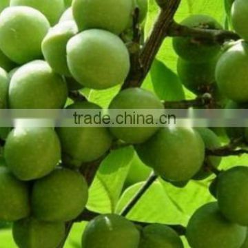 Superior Quality Soapnut Shell For Bulk Suppliers