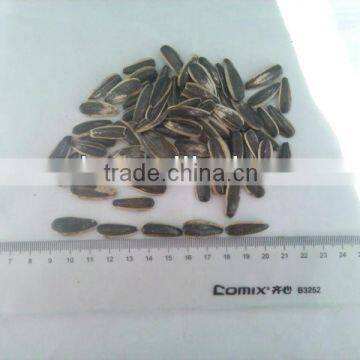 Chinese hybrid confectionery sunflower seed