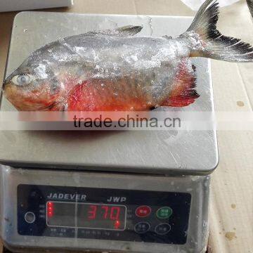 Red Pomfret Whole Round / Red Pacu Fish