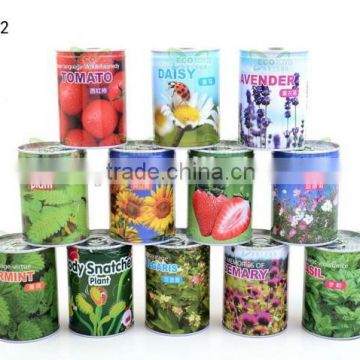 Hot Promotion Gift Mini DIY Can Flower Plant