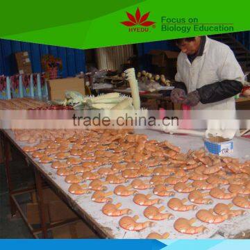 Low Priced Heart Beat and Blood Circulation Electric Model photo-5