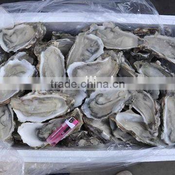 sell frozen sea shell fresh half shell oyster