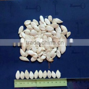 snow white Pumpkin seed 11CM 2016new crop