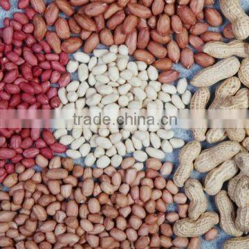 Blanched Peanut Kernel Color Sorter / Belt Type Color Sorter machinery