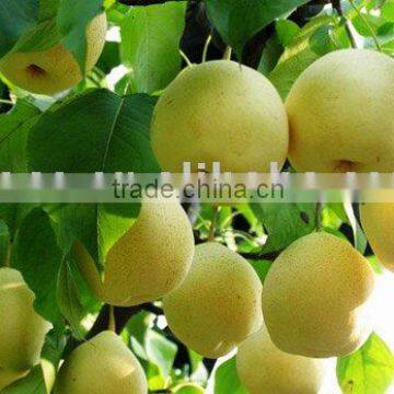 New Crop Crown Pear (Apple Pears)