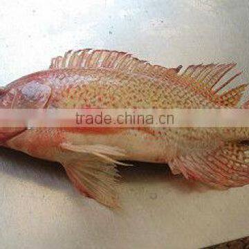 FROZEN RED TILAPIA WHOLE ROUND FOR SALE