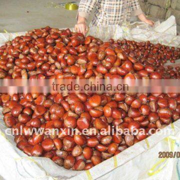 supply fresh chestnut cold stock