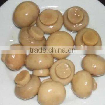 Vacuum Bag the Mushroom Champignon(Agricus) 50kg Drum for Sale Agaricus Bisporus Market Prices for Mushroom