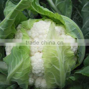 HCF09 Guihua cold resistant OP cauliflower seed