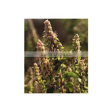 Medical Uses of Patchouli Essential Oil photo-3