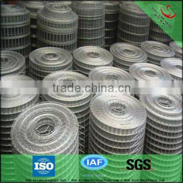 Professional Manufacture Galvanized Welded wire mesh