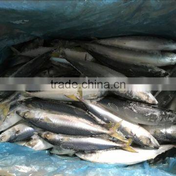 Frozen WR Pacific Mackerel Seafood photo-2