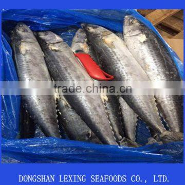 High Quality Frozen Spanish Mackerel Fish