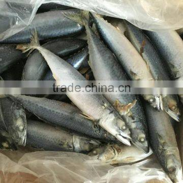 Fresh Frozen Pacific Mackerel With Mackerel Fish Factory photo-3