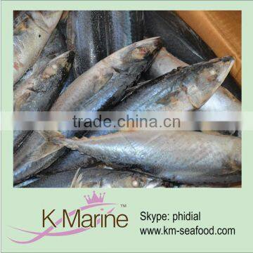 Pacific mackerel whole round supply