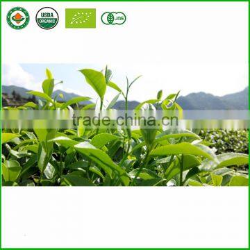 Tieh-Kuan-Yin /Tie GuanYin Tea/Oolong Tea photo-6