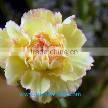 High Quality fresh cut carnations flower Rela carnation holiday appliances