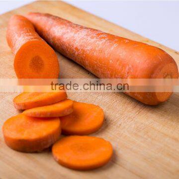 Wholesale Baby Carrots With Good Price photo-4