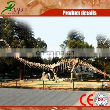 Outdoor dinosaur skeleton statue for display