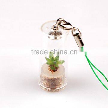 Miniplant "Rock Flower" photo-2