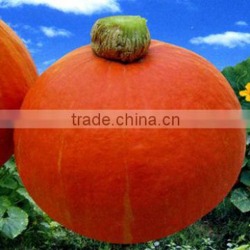 Red Jade Planting hybrid pumpkin seeds