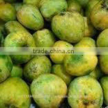 Fresh Mango Exporter In India photo-5