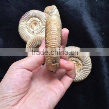 Precious High Quality Natural Ammonite Fossil Snail For Sale Gift Ornaments photo-3