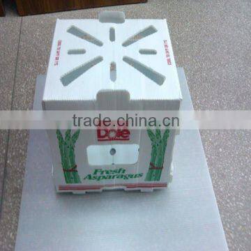 New design corflute pp vegetable asparagus box