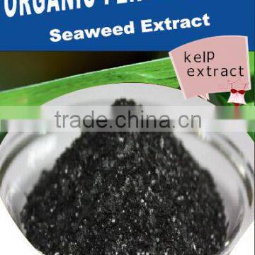 seaweed extract from kelp source seaweed fertilizer
