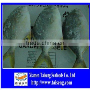 CHINA Origin IQF Frozen Golden Pompano ( pomfret )