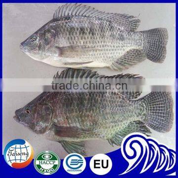 Prices for tilapia farmed fish