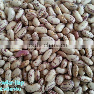 Cheap Light Speckled Kidney Beans, 2014 Light Speckled Kidney Beans,