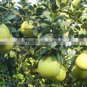 green skin pomelo grapefruit